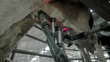 Modern bir sağma makinesinin otomatik süreci. İnek memesi süt sağmak için lazer tarafından taranıyor..