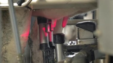 Modern bir sağma makinesinin otomatik süreci. İnek memesi süt sağmak için lazer tarafından taranıyor..