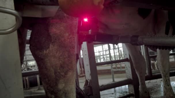 Proceso automatizado de una moderna máquina de ordeño. La ubre de las vacas es escaneada por un láser para ordeñar la leche . — Vídeo de stock