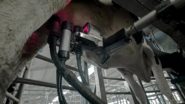 Proceso automatizado de una moderna máquina de ordeño. La ubre de las vacas es escaneada por un láser para ordeñar la leche . — Vídeos de Stock