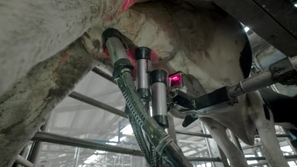 Proceso automatizado de una moderna máquina de ordeño. La ubre de las vacas es escaneada por un láser para ordeñar la leche . — Vídeos de Stock