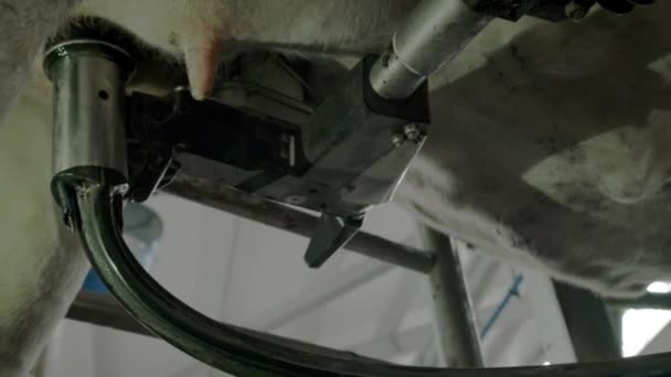 Proceso automatizado de una moderna máquina de ordeño. La ubre de las vacas es escaneada por un láser para ordeñar la leche . — Vídeo de stock