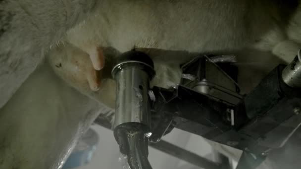 Automatizált folyamat egy modern fejőgép. A tehenek tőgyét lézerrel vizsgálják, hogy tejet fejjenek.. — Stock videók