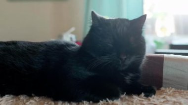 Siyah kedi evdeki kanepede uyur. Kedi ilişkileri, kedi hayatı..