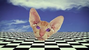 Etkinliğiniz, konseriniz, sahne tasarımınız, başlığınız, sunumunuz, siteniz, DVD 'niz, tasarımcılarınız, editörleriniz ve projeksiyon haritalama programınız için kusursuz görüntüler. Şeytanlar kızgın kedi gülümsüyor..