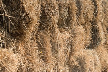 samanların arka plan dokusu. samandaki saman