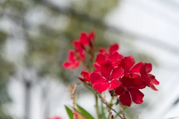 Röd Blomma Trädgården — Stockfoto