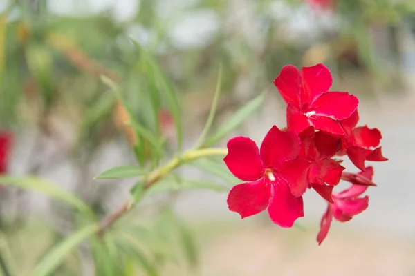 Belle Fleur Dans Jardin Été — Photo