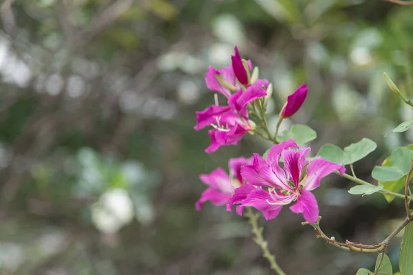 Rosa Blomma Trädet — Stockfoto