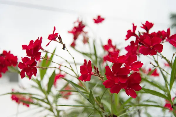 Fleurs Rouges Dans Jardin — Photo