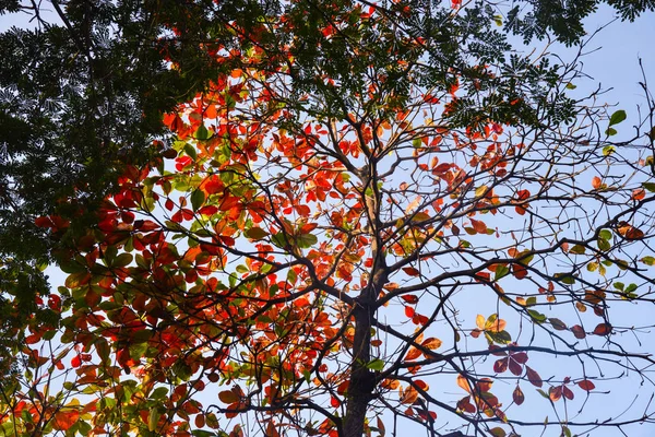 Rote Und Gelbe Herbstblätter Baum — Stockfoto