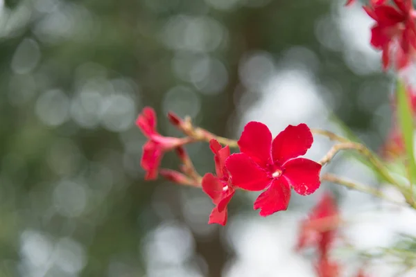 花园里的红花 — 图库照片