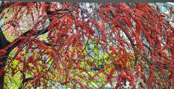 Herbst Blätter Herbst Jahreszeit Flora — Stockfoto