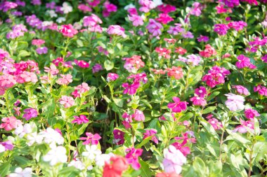 Parktaki renkli çiçek.