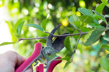 Bahçede yapraklarla ağaç dalları kesen makaslar..