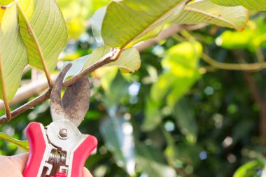 Bahçedeki budama ağaçları
