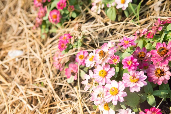 庭の色とりどりの花 美しい花 — ストック写真