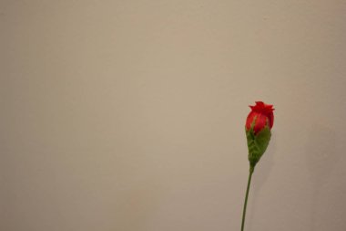 Beyaz arkaplanda kırmızı çiçek