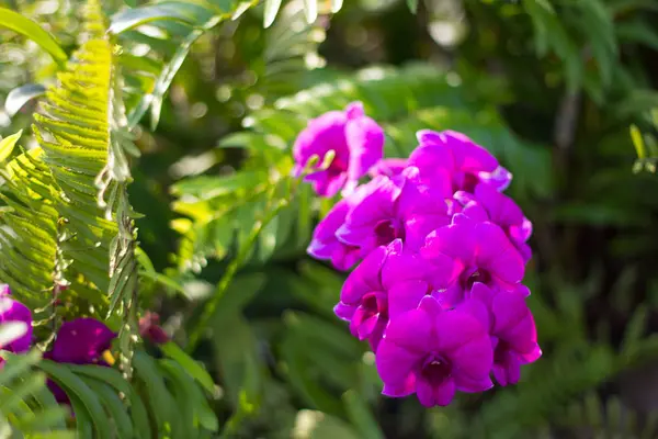 Fleurs Tropicales Dans Parc — Photo