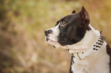 Çukur boğa korkunç portre niteliğine