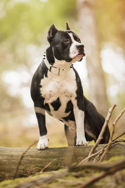 Pit Bull Terrier retrato sobre a natureza — Fotografia de Stock