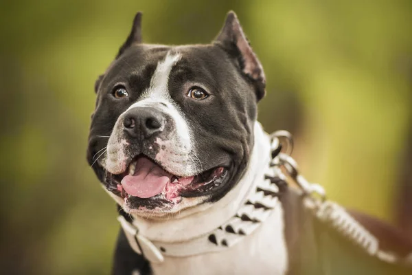 Pit Bull Terrier portrait on nature — Stock Photo, Image