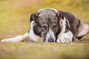 Mastiff köpek portresi