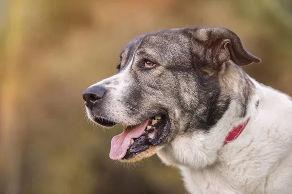 Portret van een Mastiff hond — Stockfoto