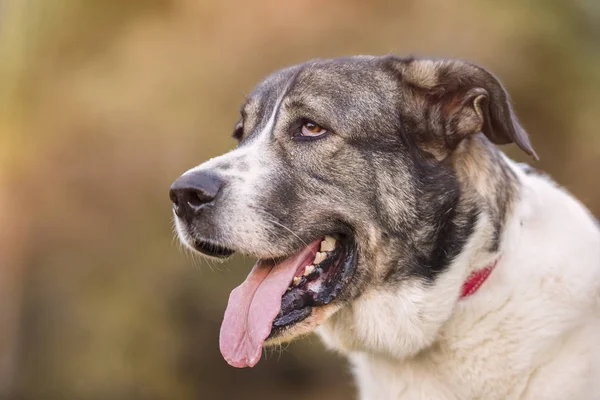 Portret van een Mastiff hond — Stockfoto