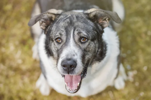 Mastiff köpek portresi