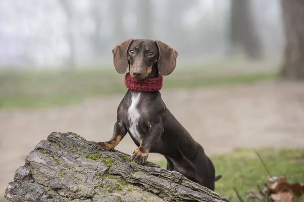 Dackelhund posiert auf Baumstamm und blickt in Kamera — Stockfoto