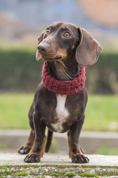 Retrato de perro Dachshund en un parque . —  Fotos de Stock