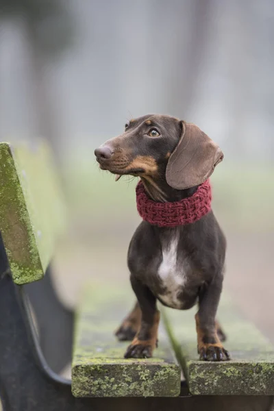 Dachshund perro en un banco del parque con copyspace —  Fotos de Stock