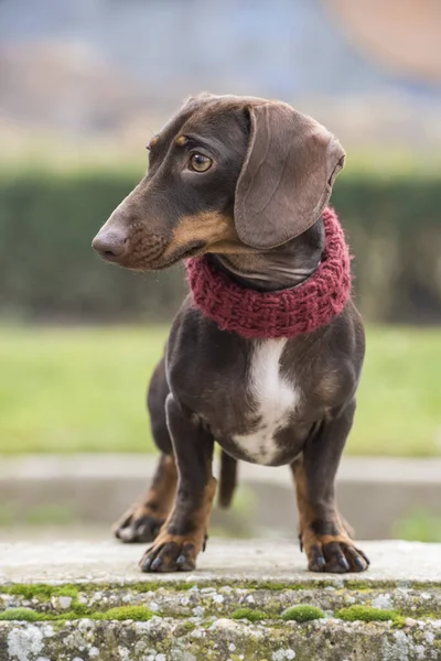 Dachshund perro en un parque . —  Fotos de Stock