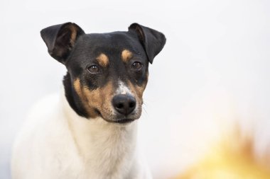 Bodeguero Endülüs safkan köpeği kameraya bakıyor, kafa portresi, doğal arka plan. Kopyalama alanı ile yatay