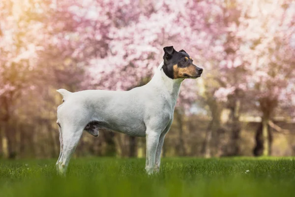 Bodeguero Endülüs köpeği baharın tadını çıkarıyor parkta poz veriyor, yan manzara, doğal arka plan.