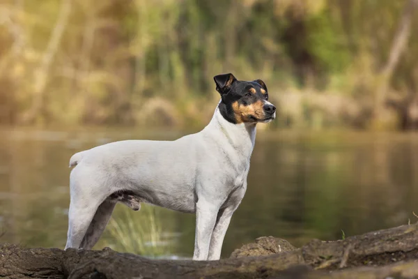 Bodeguero Endülüs Safkan Köpeği Nehir Kenarında Poz Veriyor Doğal Arka — Stok fotoğraf