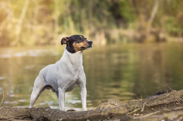 Ratonero Bodeguero Andaluz Safkan Köpeği Nehir Kenarında Poz Veriyor Doğal — Stok fotoğraf