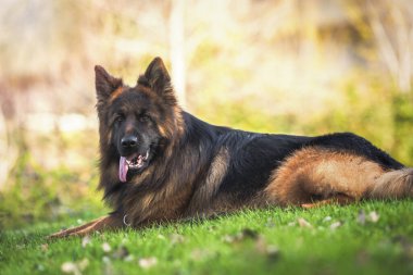 Saf Alman çoban köpeği parkta uzanıyordu. Kopyalama uzayı ile yatay