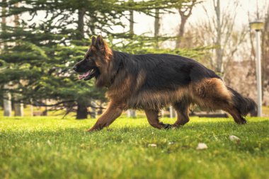 Parkta koşan safkan Alman çoban köpeği.
