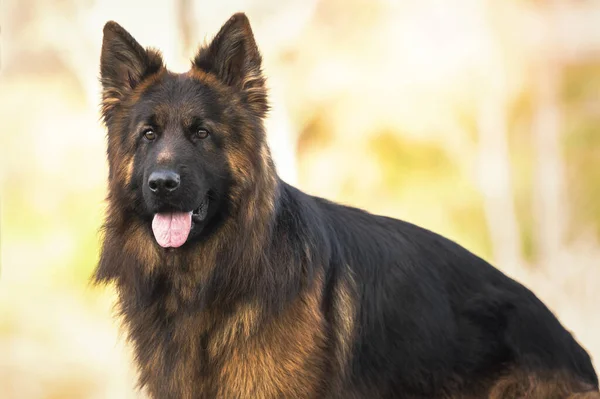 Perro Pastor Alemán Parque Día Soleado Espacio Copia — Foto de Stock