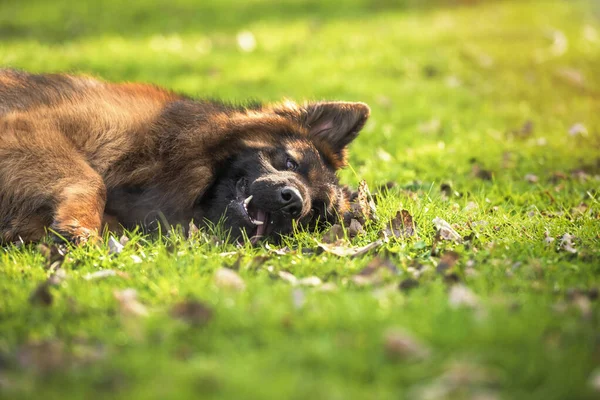 Duitse Herdershond Liggend Het Park Horizontaal Met Copyspace — Stockfoto