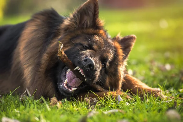 Cane Pastore Tedesco Sdraiato Nel Parco Mordere Bastone Orizzontale Con — Foto Stock