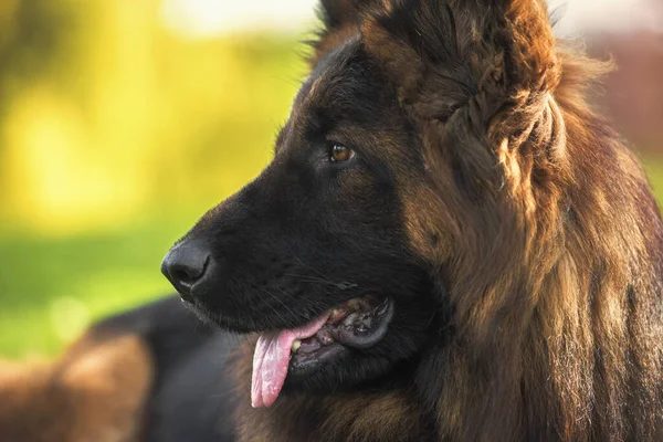 Ritratto Ravvicinato Del Cane Pastore Tedesco Nel Parco Una Giornata — Foto Stock