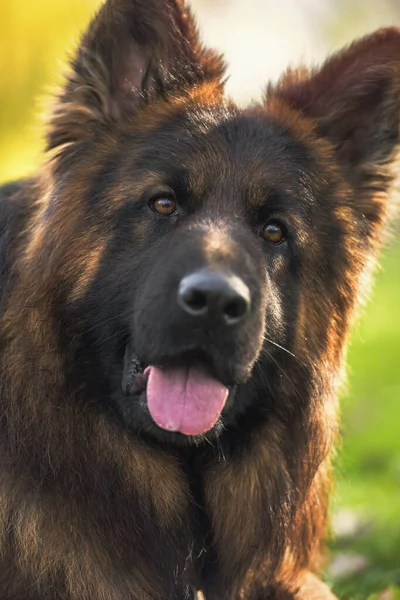 Närbild Porträtt Renrasiga Tyska Shepherd Hund Parken Solig Dag Tittar — Stockfoto