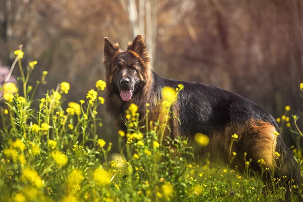 Retrato Perro Pastor Alemán Raza Pura Parque Con Flores Amarillas — Foto de Stock