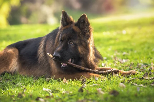 Alman çoban köpeği parkta uzanıp sopayla oynuyor. Kopyalama uzayı ile yatay