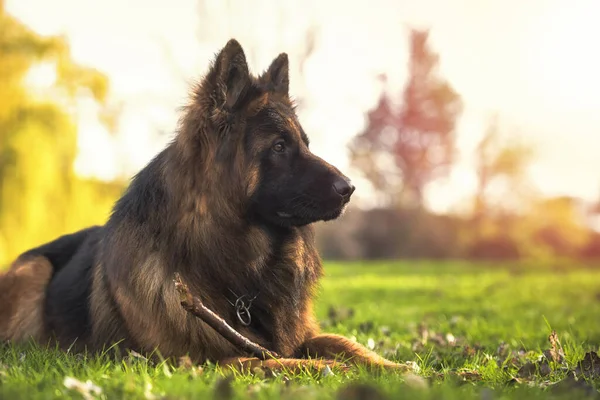 彼の杖の隣の公園には純血種のドイツ人羊飼いの犬が横たわっていた コピースペースと水平 — ストック写真