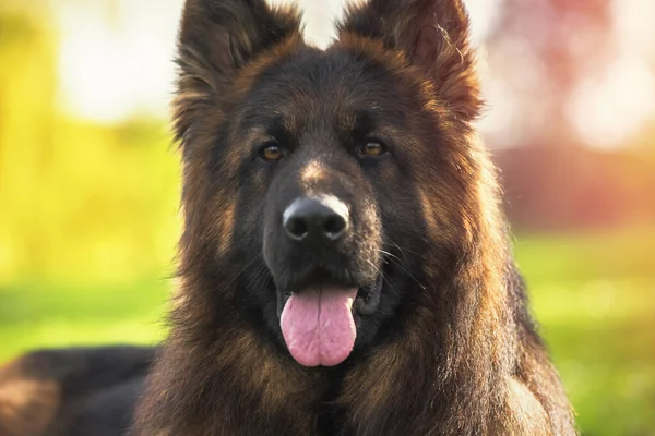 Närbild Porträtt Renrasiga Tyska Shepherd Hund Parken Solig Dag Tittar — Stockfoto