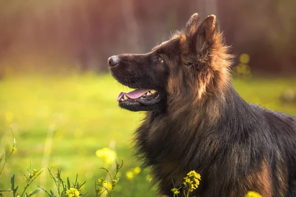 Ritratto Cane Pastore Tedesco Razza Pura Che Guarda Alto Parco — Foto Stock